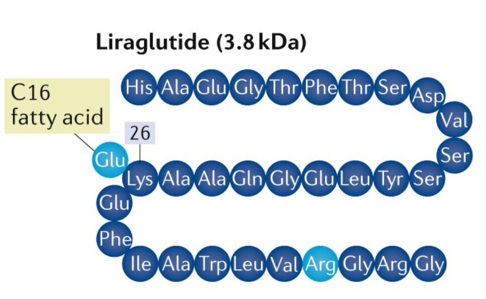 Liraglutida: um agonista do receptor GLP-1 que melhora o metabolismo